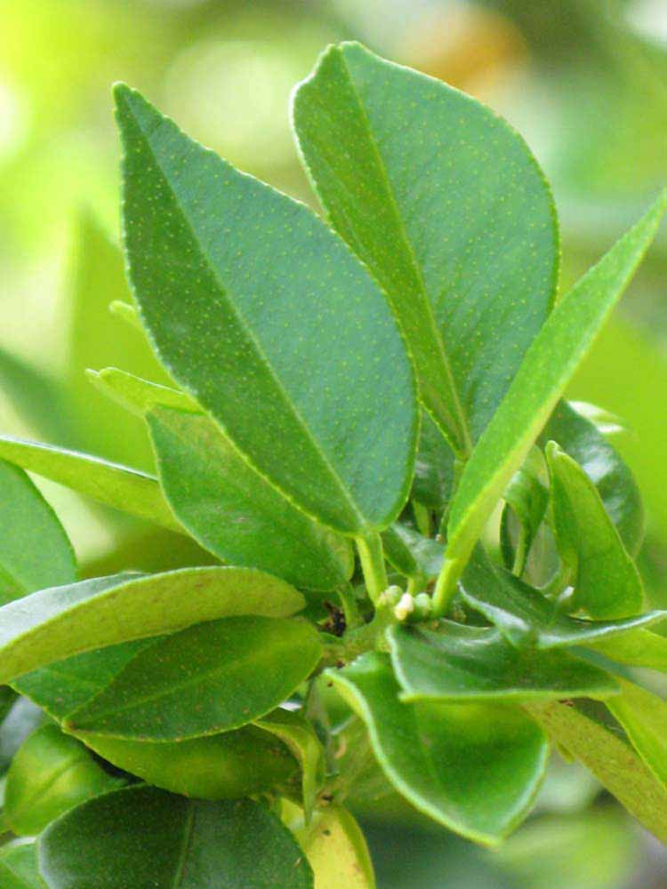             Sun leaves (Winter Haven, FL)       